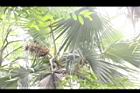 黃棕櫚-雄花序03.JPG
