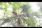 黃棕櫚-雄花序04.JPG