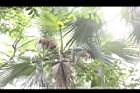 黃棕櫚-雄花序05.JPG