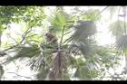 黃棕櫚-雄花序06.JPG