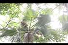 黃棕櫚-雄花序07.JPG