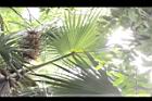 黃棕櫚-雄花序08.JPG