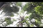 黃棕櫚-雌花序01.JPG