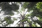 黃棕櫚-雌花序03.JPG