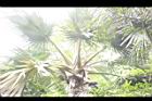 黃棕櫚-雌花序04.JPG