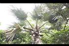 黃棕櫚-雌花序05.JPG