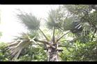 黃棕櫚-雌花序06.JPG