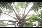 黃棕櫚-雌花序07.JPG