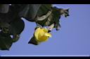 黃槿-花00.JPG