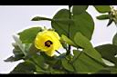 黃槿-花06.JPG