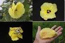 黃槿-花1.jpg