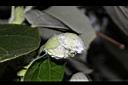 黃槿-花苞20.JPG
