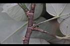 黃槿-枝01.JPG