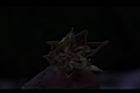 黃槿-種子04.JPG