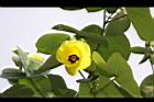 黃槿-花05.JPG