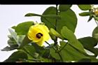 黃槿-花07.JPG