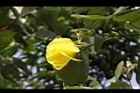 黃槿-花08.JPG