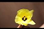 黃槿-花31.JPG