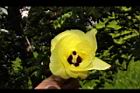 黃槿-花33.JPG