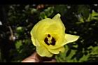 黃槿-花35.JPG