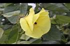 黃槿-花36.JPG