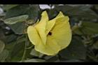 黃槿-花37.JPG