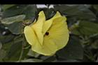黃槿-花38.JPG