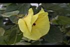 黃槿-花39.JPG