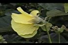 黃槿-花40.JPG