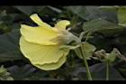 黃槿-花41.JPG
