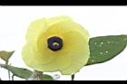 黃槿-花43.JPG