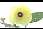 黃槿-花46.JPG