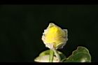 黃槿-花苞03.JPG
