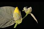 黃槿-花苞04.JPG