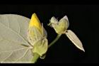 黃槿-花苞05.JPG