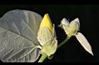 黃槿-花苞07.JPG