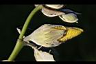 黃槿-花苞10.JPG
