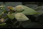 黃槿-花苞14.JPG