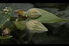 黃槿-花苞15.JPG