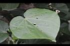 黃槿-葉正30.JPG