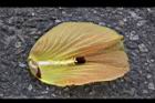 黃槿-雄蕊柱10.JPG