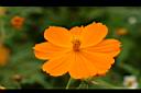 黃波斯菊-花16.jpg