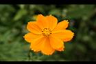 黃波斯菊-花03.jpg