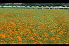 黃波斯菊-花07.jpg