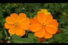 黃波斯菊-花08.jpg