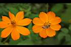 黃波斯菊-花10.jpg