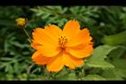 黃波斯菊-花12.jpg