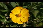 黃波斯菊-花17.jpg
