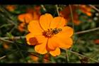 黃波斯菊-花18.jpg