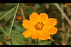 黃波斯菊-花19.jpg